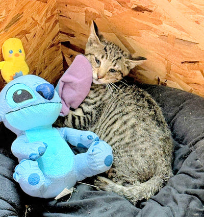 Teddy