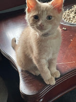 Beau