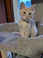 Beau